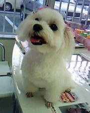 マルチーズのモモちゃん