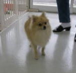 ポメラニアンのももちゃん