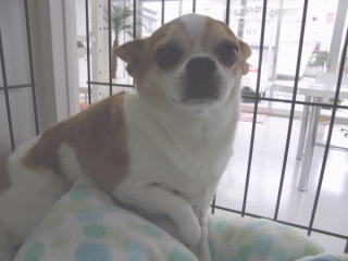 宇都宮のトリミング愛犬の美容室ぷりぷり
チワワのととちゃん 